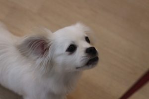 犬の保育園　vowbee　ペキニーズ　ミニチュアダックスフンド