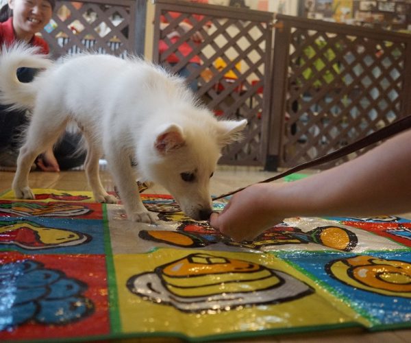 スピッツ　犬の保育園　ばうびー　パピーパーティー　物慣れ　足場慣れ　レジャーシートの上を歩く　フードの誘導　ご飯が好き　オヤツを食べる　