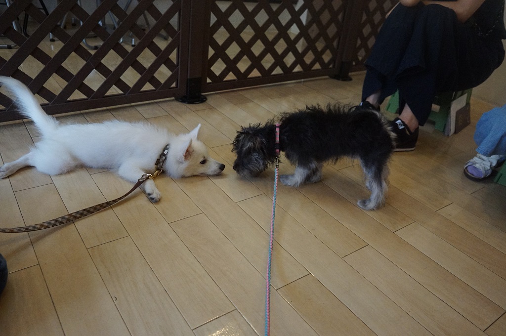 スピッツ　マルシュナ　初めて会う犬　犬の挨拶の仕方　リードを引っ張らずに歩くには　