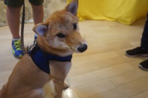 vowbee　犬の保育園　柴犬　スワレ　オスワリ