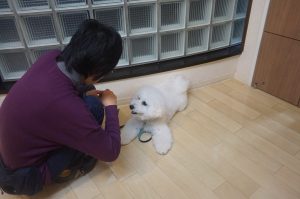 犬の保育園　ビションフリーゼ　フセ　