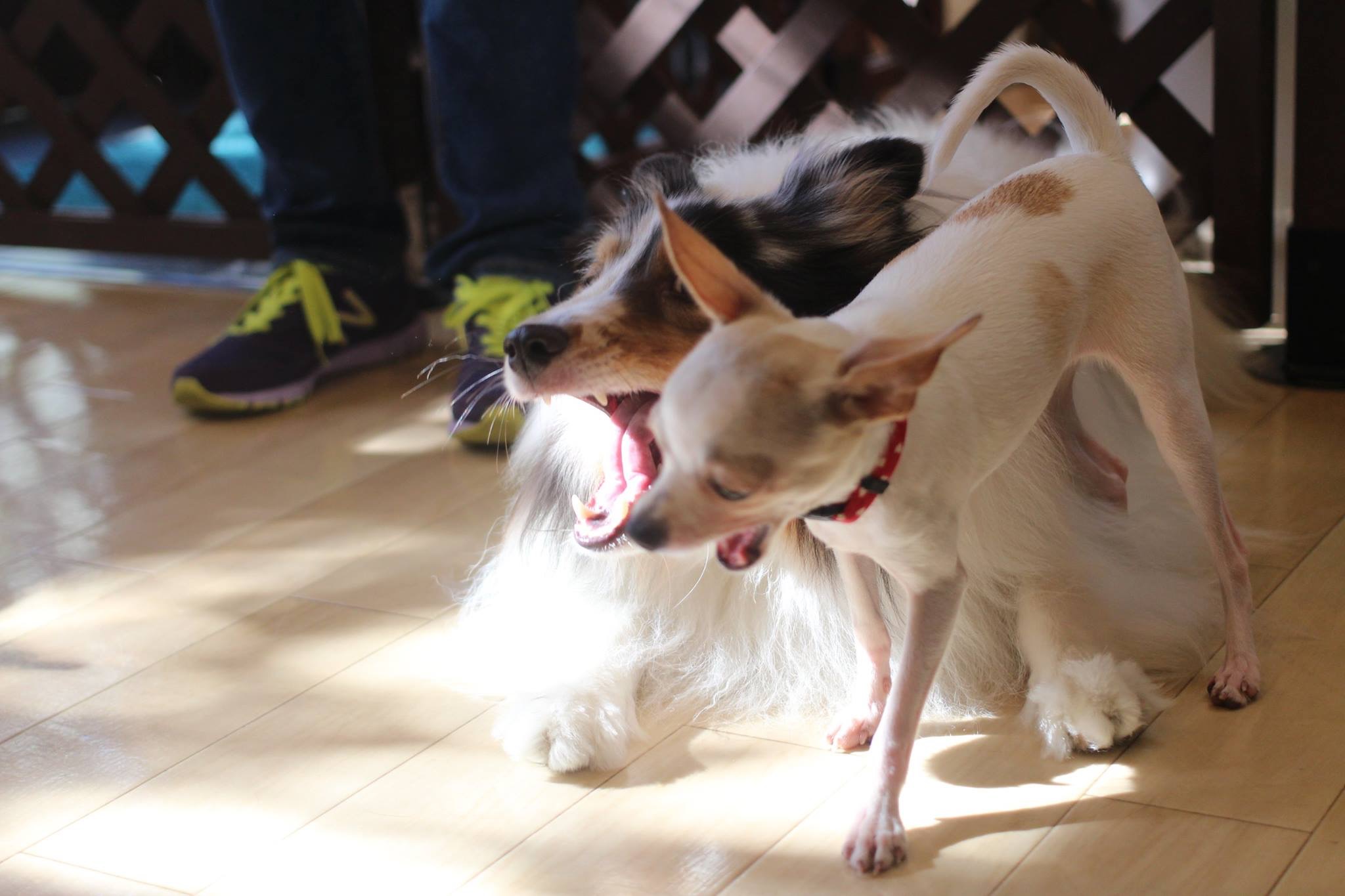 犬の幼稚園