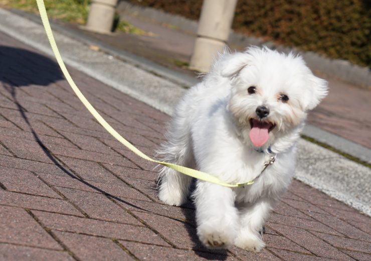 犬の散歩