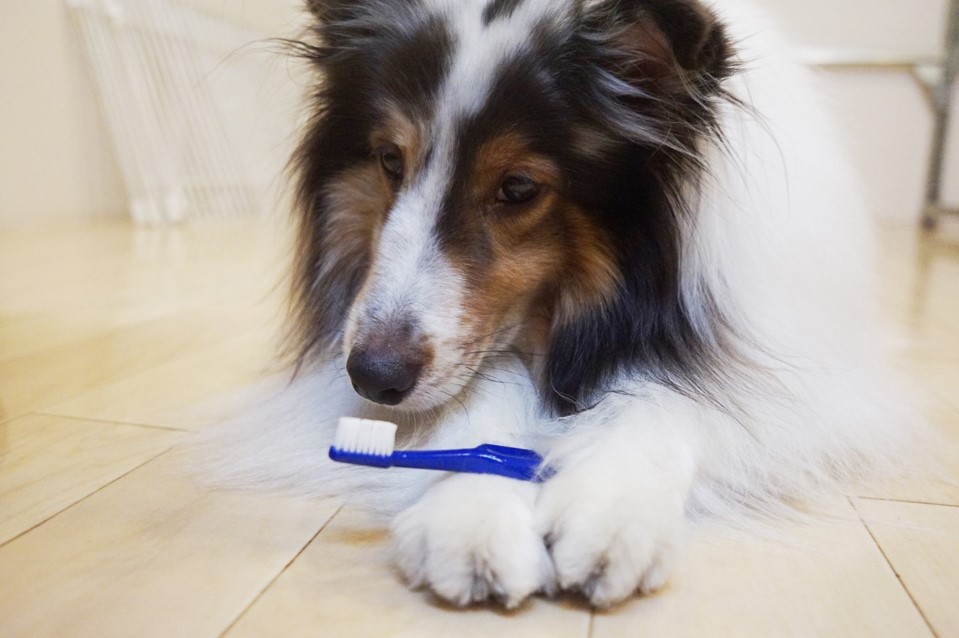 犬の歯磨き