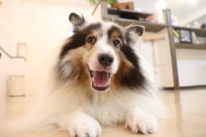 子犬のしつけ方