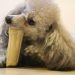 犬　食べ物を守る