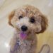 犬の保育園　仙川　調布　駅　犬のトレーニング　トイプードル
